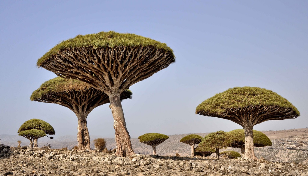 socotra-yemen